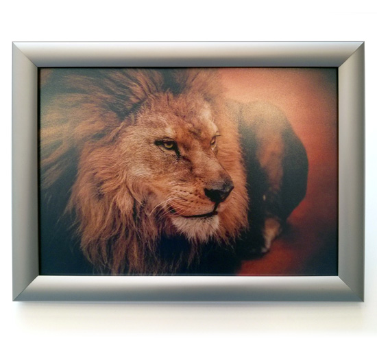 Snapframe poster mounting display from Wild Digital containing a poster of a Lion.